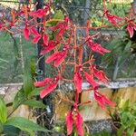 Renanthera coccinea Flower