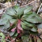 Euphorbia amygdaloides Feuille