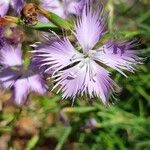 Dianthus hyssopifoliusFlower