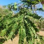 Enterolobium contortisiliquum Hoja