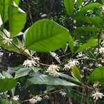 Coffea liberica Çiçek