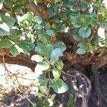 Acokanthera schimperi Blatt
