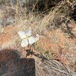 Oenothera albicaulis Çiçek