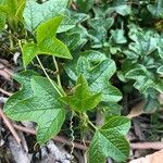 Passiflora cinnabarina Leaf