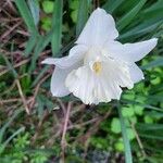 Narcissus triandrusപുഷ്പം