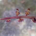 Bulbophyllum calyptratum Kwiat