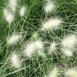 Pennisetum villosum ফুল