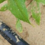 Camelina sativa Leaf