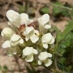 Prunella laciniata Fleur