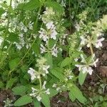 Stachys floridana Blad