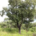 Diospyros kirkii Vivejo