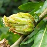 Quercus × hispanica Bloem