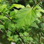 Hibiscus palustris Leaf