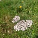 Achillea nobilisফুল