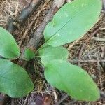 Maianthemum canadense Hoja