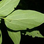 Celtis trinervia Leaf