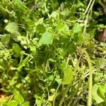 Parietaria floridana Hoja