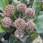 Breonia havilandiana Flor