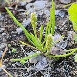 Plantago ovata 葉