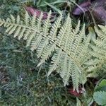 Dryopteris filix-masBlatt