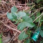 Ipomoea asarifolia Leaf