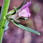 Linaria arvensis Blomst