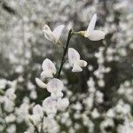 Cytisus multiflorus Flower