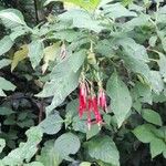 Fuchsia boliviana Συνήθη χαρακτηριστικά