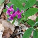 Lathyrus linifoliusFlor