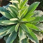 Verbascum sinaiticum Blatt