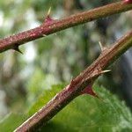 Rubus gratus Bark