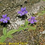 Pinguicula longifolia Hábito