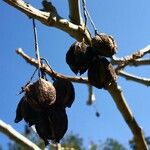 Jatropha curcas Frucht