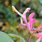 Lonicera periclymenum Blomst