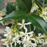 Trachelospermum jasminoidesBlodyn