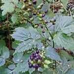 Actaea spicata Fruit