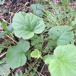 Geum macrophyllumLapas