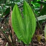 Cyclanthus bipartitus Leaf