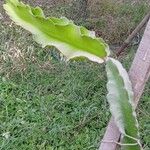 Hylocereus undatus Leaf