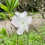 Rhododendron schlippenbachii Λουλούδι