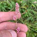 Persicaria punctata Цветок