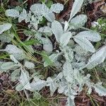 Salvia argentea Ліст