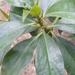 Myoporum laetum 葉