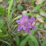 Knautia dipsacifolia Fleur