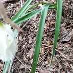 Narcissus cantabricus Leaf