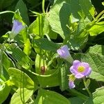 Oxalis latifolia ശീലം