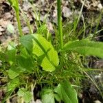 Cardamine bulbosa 叶