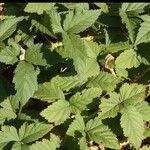 Rubus ursinus Leaf