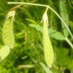 Lathyrus hirsutus Mbuma