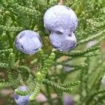 Juniperus sabina Плод